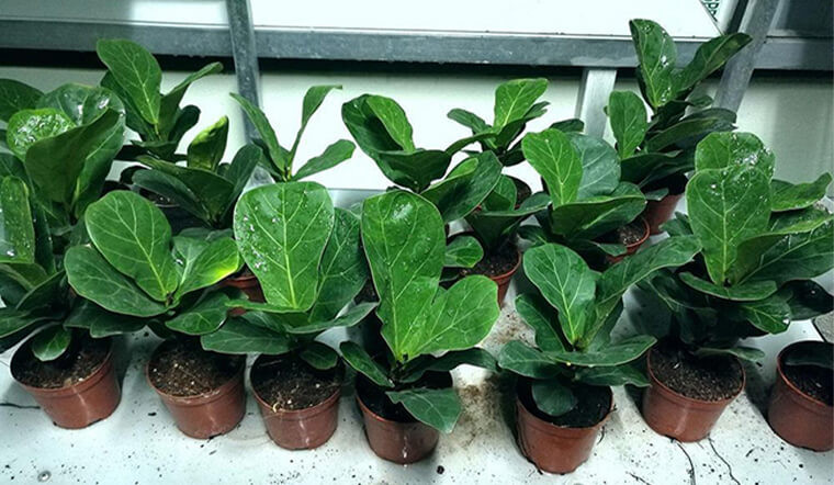  Cây cảnh bàng Singarpore: Cây cảnh này là một loại cây bụi nhỏ thuộc chi Ficus thuộc họ Moraceae. Nó có cành thẳng và lá lớn với kết cấu độc đáo, có kết cấu giống như tờ giấy. Hình dạng ô voan, giống như đàn violin. 