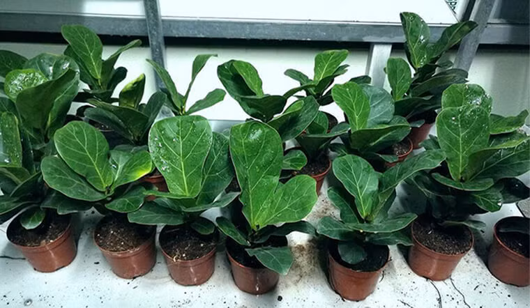  Cây cảnh bàng Singarpore: Cây cảnh này là một loại cây bụi nhỏ thuộc chi Ficus thuộc họ Moraceae. Nó có cành thẳng và lá lớn với kết cấu độc đáo, có kết cấu giống như tờ giấy. Hình dạng ô voan, giống như đàn violin. 