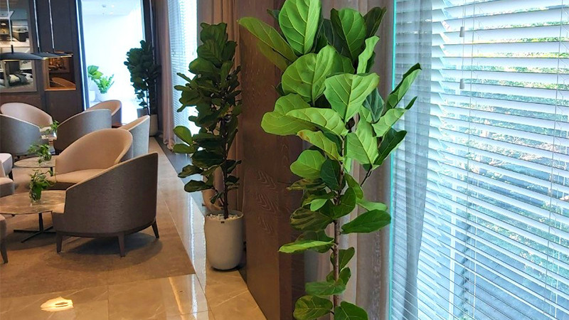  Cây sợ lạnh nên vào mùa thu đông cần chuyển ra phòng sưởi ấm để giữ ẩm cho lá tránh bị khô, cháy mép, rụng lá. Ngoài ra còn có các cây cảnh khác như sống đời, đa búp đỏ, dứa cảnh nến, hạnh phúc, kim ngân.... đều là nhưng cây cảnh có ý nghĩa tốt lành bạn nên trồng. 