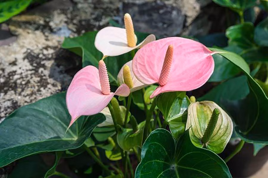  Không chỉ vậy, cây cảnh hồng môn còn có tác dụng thanh lọc không khí rất tốt, hút được khói bụi vào những chất độc bay hơi trong không khí như benzen, xylen...