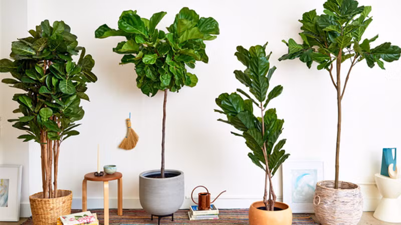  Hình dáng tổng thể của cây cảnh này rất thời trang, trang nghiêm và thanh lịch. Nó thường xuất hiện trên nhiều tạp chí gia đình. Cây bàng Singapore ngày càng trở nên phổ biến hơn trong giới yêu cây cảnh. Chúng được đặt trong phòng khách có ý nghĩa là tốt lành và thịnh vượng. 