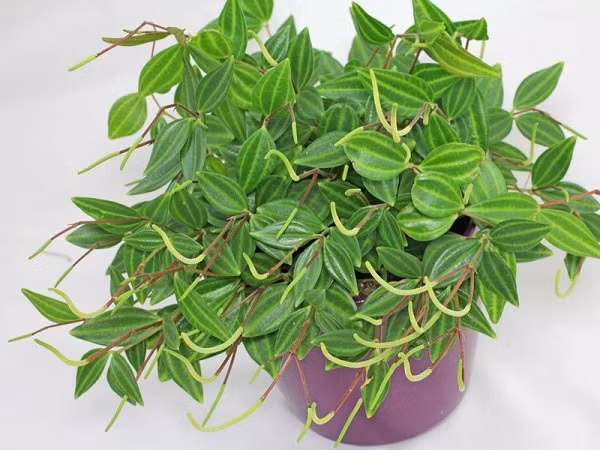  Cây cảnh bình an: Cây cảnh bình an có dáng cao lớn, uy nghi, cành lá sum suê, vỏ cây có màu nâu xám, lá khá dày và bóng loáng. Nói chung, tổng thể nhìn rất đẹp mắt và sang trọng, rất thích hợp để đặt ở phòng khách hoặc ban công hay trong phòng làm việc. 