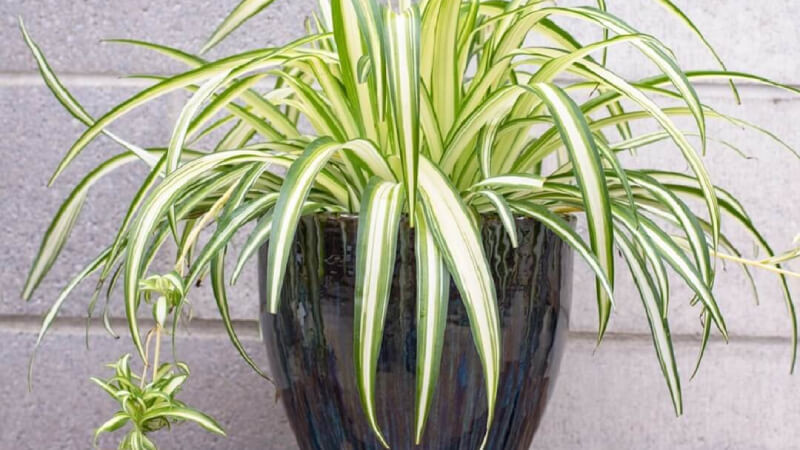  Cây cảnh lan chi: Cây lan chi có thể hấp thụ hiệu quả carbon monoxide, formaldehyde và các loại khí độc hại khác trong nhà, đồng thời cũng có thể phân hủy và hấp thụ các chất có hại tương đối ổn định như nicotine trong khói thuốc lá. Chúng được gọi là "máy lọc xanh" của không khí trong nhà. 