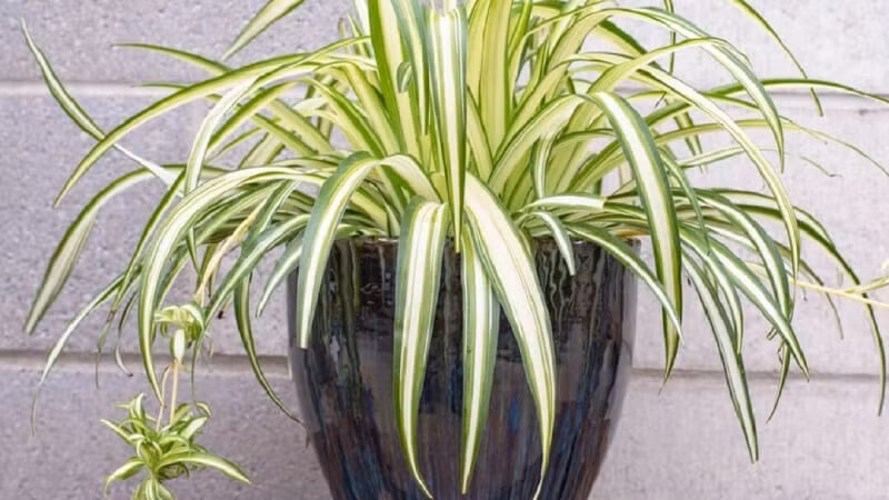  Cây cảnh lan chi: Cây lan chi có thể hấp thụ hiệu quả carbon monoxide, formaldehyde và các loại khí độc hại khác trong nhà, đồng thời cũng có thể phân hủy và hấp thụ các chất có hại tương đối ổn định như nicotine trong khói thuốc lá. Chúng được gọi là "máy lọc xanh" của không khí trong nhà. 