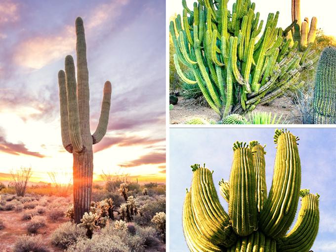  Cây cảnh xương rồng 3 cạnh: Xương rồng Keel còn gọi là xương rồng 3 cạnh, xương rồng ông (tên khoa học là Euphorbia antiquorum). Cây cảnh này được nhà giàu ưa thích vì có thể gia tăng sự thịnh vượng cho gia đình. Trong phong thủy, loại cây này có tác dụng trấn trạch, xua đuổi những điều không may mắn ra khỏi nhà. 