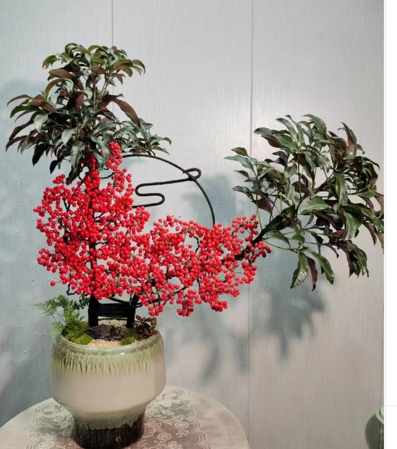 5. Cây cảnh: Kim ngân lượng. Lá của cây cảnh kim ngân lượng có màu xanh ngắt, quả màu đỏ tươi và treo đầy cành, trông có vẻ lễ hội và yên bình, mang lại cho con người cảm giác giàu sang, đông con nhiều cháu và phước lành.