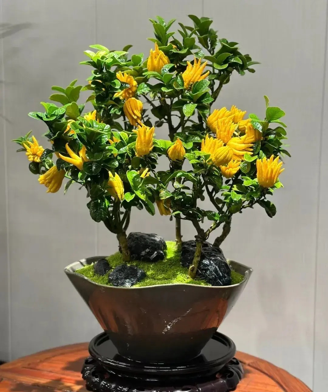 2. Cây cảnh: Phật thủ. Qua Phật thủ trông giống như bàn tay của Đức Phật, màu vàng, lá xanh nhìn tươi đẹp, tốt lành. Ngoài ra, ý nghĩa của cây cảnh này là tài lộc trong tay, tiền bạc trong tay, phúc lộc trường thọ, con cháu đầy đủ, hạnh phúc... 