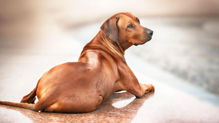 Trên lưng chúng có một dải lông xoáy ở lưng, mọc ngược hướng với phần lông còn lại của chúng và sẫm màu hơn so với màu lông nâu vàng/nâu đỏ bao phủ khắp cơ thể