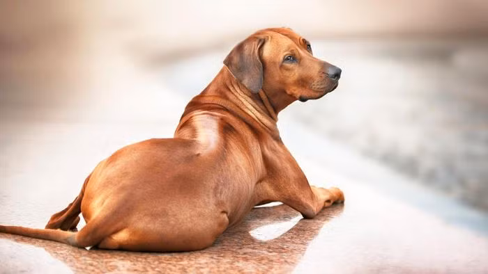 Trên lưng chúng có một dải lông xoáy ở lưng, mọc ngược hướng với phần lông còn lại của chúng và sẫm màu hơn so với màu lông nâu vàng/nâu đỏ bao phủ khắp cơ thể