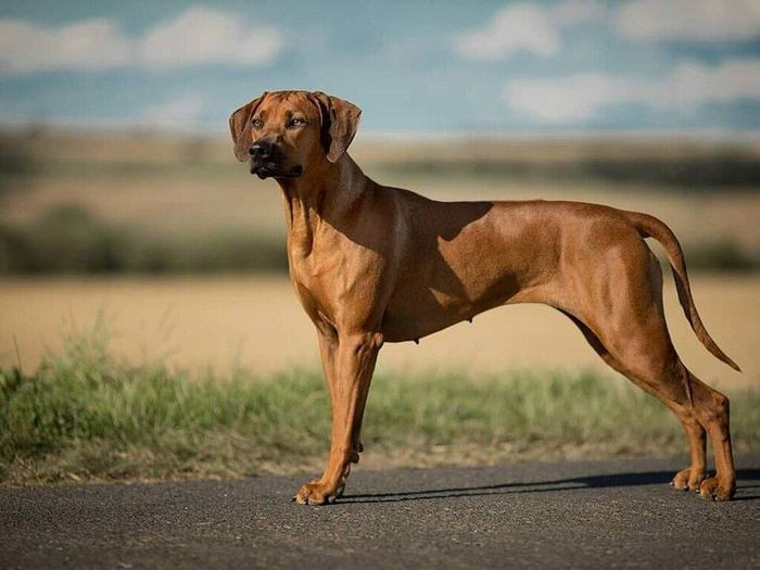 Chó lông xoáy Nam Phi không chỉ sở hữu cơ thể mạnh mẽ, năng động, dũng cảm mà còn có thể chịu đựng điều kiện khắc nghiệt