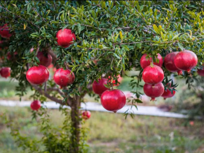  Do đó, người xưa khuyên nên trồng cây cảnh này ngoài sân, mang lại ý nghĩa "đông con, nhiều phước", thịnh vượng lâu dài. Theo người xưa, việc trồng cây lựu ở hai bên nhà có thể thu thập phước lành và sự giàu có từ thế giới bên ngoài và ngưng tụ chúng vào nhà, cải thiện vận may, đặc biệt là sự giàu có của bạn. 