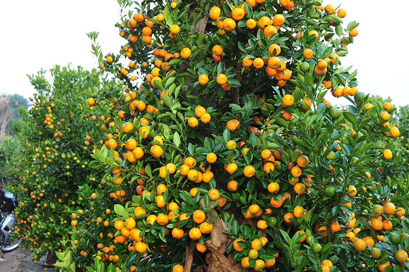 Khi bạn mua những cây quất có tán lá tươi tốt, đừng vội sang chậu và thay đất vì nhiệt độ thấp vào mùa đông, việc thay chậu và thay đất sẽ dễ làm hỏng rễ và khiến cây quất bị rụng. lá sẽ rụng và trơ trụi. 