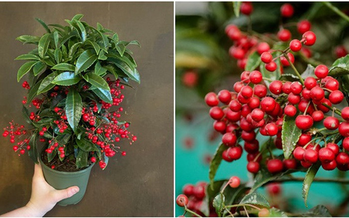  Tuy không ưa ánh nắng nhưng lại ưa ẩm nên cần tưới nước kịp thời khi đất khô, đồng thời cần phun thuốc thường xuyên để tránh bụi bám vào quả màu đỏ không có lợi cho sự phát triển.