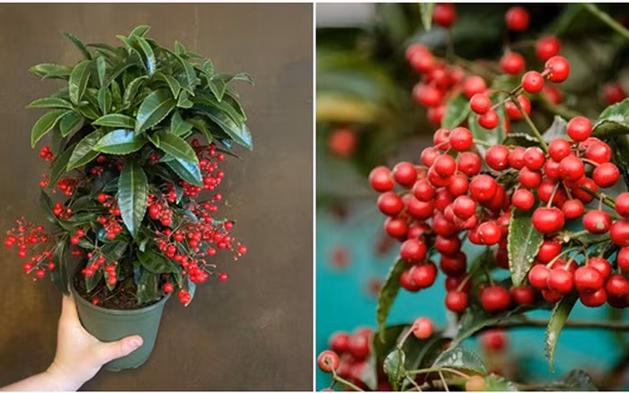  Tuy không ưa ánh nắng nhưng lại ưa ẩm nên cần tưới nước kịp thời khi đất khô, đồng thời cần phun thuốc thường xuyên để tránh bụi bám vào quả màu đỏ không có lợi cho sự phát triển.