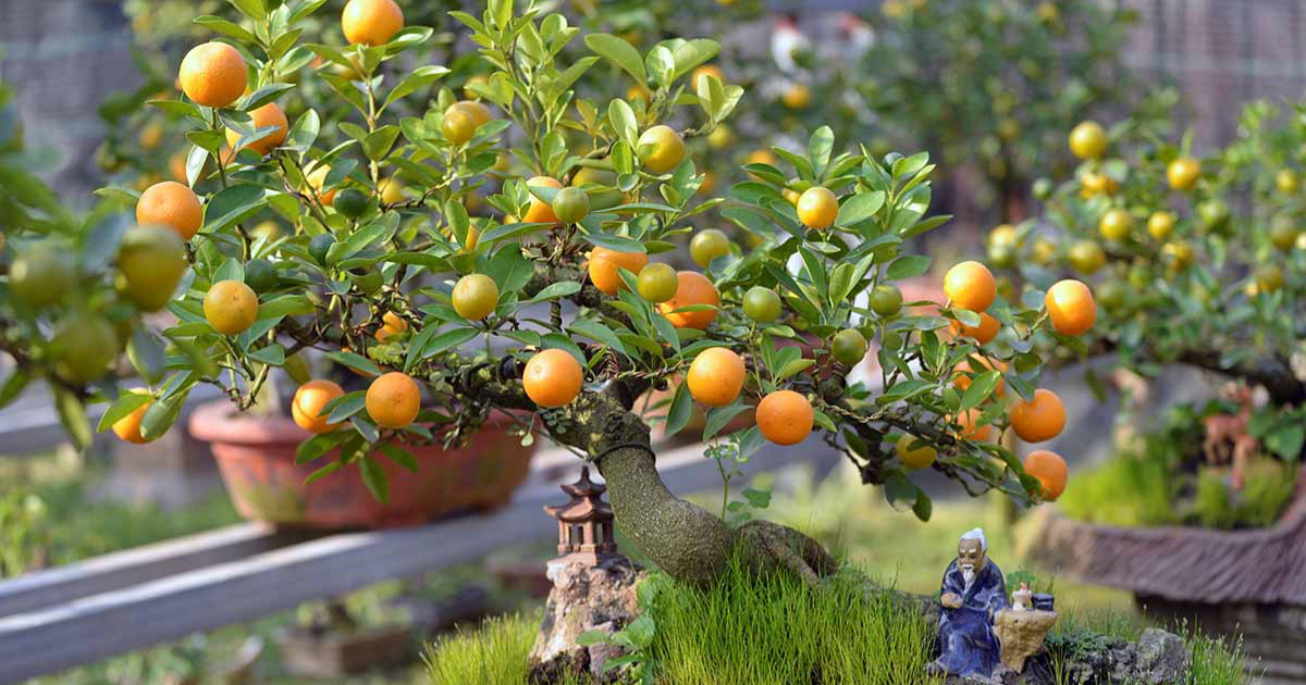 Phân bón cũng có thể được áp dụng khi nhiệt độ đạt trên 15 độ, và phân bón chủ yếu là phân hữu cơ, không chỉ có tác dụng thúc đẩy sự phát triển của quất mà còn làm cho trái cây ngon hơn. 