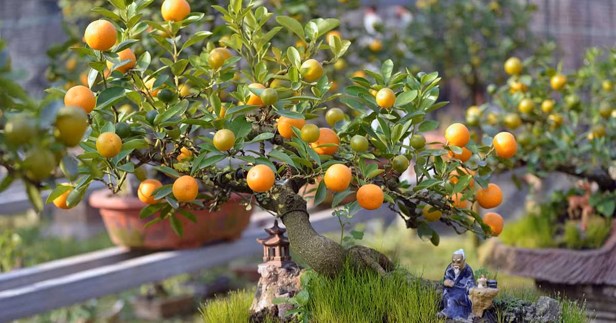 Phân bón cũng có thể được áp dụng khi nhiệt độ đạt trên 15 độ, và phân bón chủ yếu là phân hữu cơ, không chỉ có tác dụng thúc đẩy sự phát triển của quất mà còn làm cho trái cây ngon hơn. 