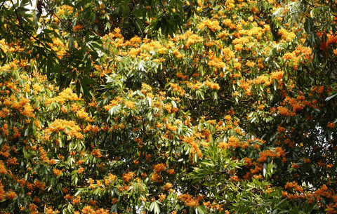  Cùng với những chiếc lá mềm mại tự nhiên và những bông hoa màu cam đỏ rất rực rỡ, người xưa cho rằng, nó có ý nghĩa thu hút sự giàu có và năng lượng, đồng thời cũng có thể mang lại hòa bình và hạnh phúc.