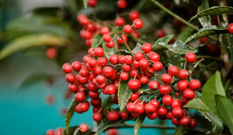  Người xưa khuyên nên trồng cây cảnh này trong nhà để mang lại tài lộc, giữ của cải cho gia đình. Quả kim ngân lượng tuy có màu đỏ tươi nhưng lại không ưa nắng quá nhiều nên đặc biệt thích hợp với những người trồng hoa ít có nắng ở nhà. Chỉ cần nhiệt độ đạt từ 8 đến 35 độ là cây có thể tăng trưởng. 