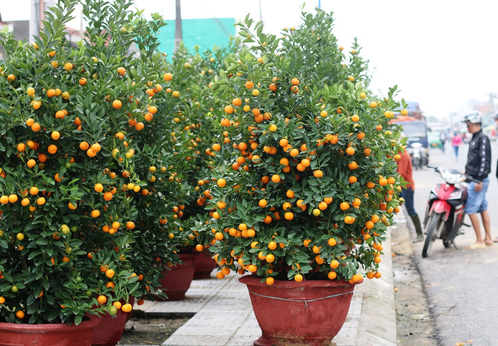  Ngoài ra, bạn cũng có thể ăn quất như trái cây sau khi hái. Chúng chứa rất nhiều vitamin C, không chỉ giúp cải thiện sắc đẹp mà còn làm cho quả có vị chua ngọt, thơm ngon.