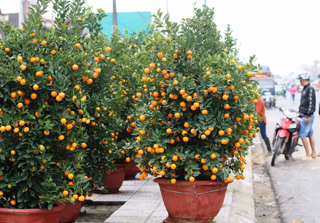  Ngoài ra, bạn cũng có thể ăn quất như trái cây sau khi hái. Chúng chứa rất nhiều vitamin C, không chỉ giúp cải thiện sắc đẹp mà còn làm cho quả có vị chua ngọt, thơm ngon.