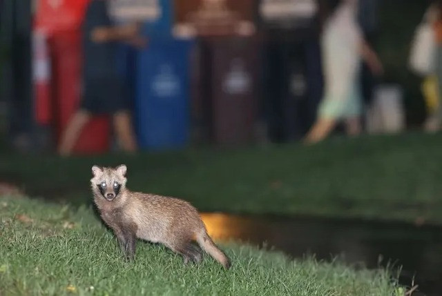 Ngày nay chỉ có 4 phân loài lửng chó được công nhận, đó là lửng chó Ussuri (N. p. ussuriensis), lửng chó Trung Hoa (N. p. procyonoides), lửng chó Triều Tiên (N. p. koreensis) và lửng chó Vân Nam (N. p. orestes). Ảnh:Zhihu