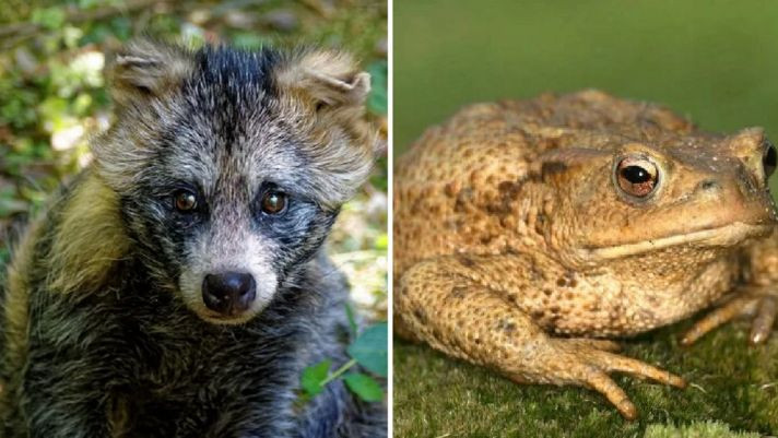 Để thuận tiện cho việc săn mồi, chúng sẽ thường trú tại khu vực savan cây bụi, ven các nương rẫy, dọc theo khe suối. Đáng nói, một điểm đặc biệt của loài này chính là chúng có thể ăn được cả những con cóc có độc trên da nhờ cơ chế tiết ra nhiều nước bọt làm loãng đi chất độc.