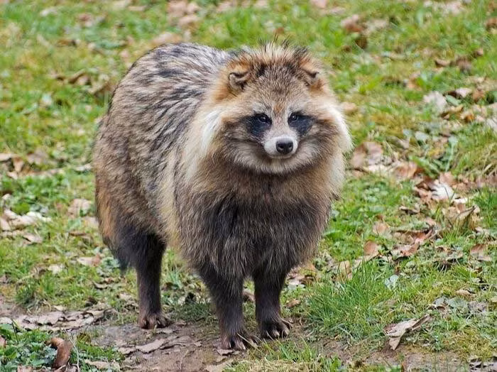 Ngoại hình của lửng chó cực kì đáng yêu với cái đầu nhỏ, tai tròn, mõm ngắn hơi nhọn, chân ngắn. Phần lông của chúng khá dài và thô, thương pha trộn giữa màu vàng hung và xám, riêng phần đầu, mõm và bốn vó chân đều có màu đen đen.