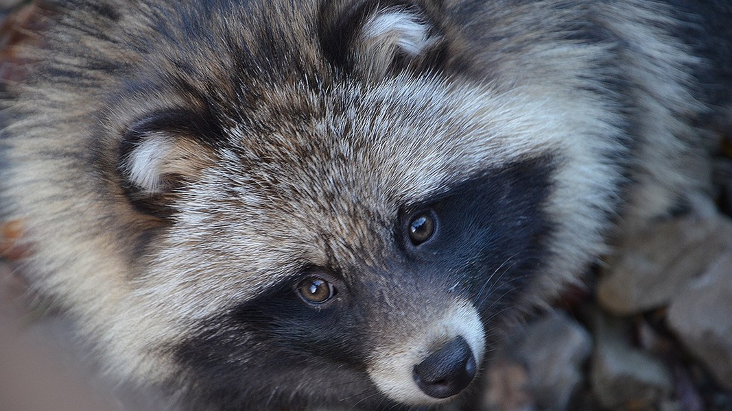 Ở Việt Nam cũng có lửng chó nhưng số lượng hiện tại không còn nhiều và các thông tin khoa học về chúng cũng tương đối ít.