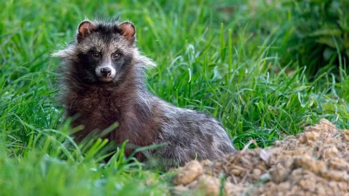 Lửng chó là loài có tập tính sống đơn độc và kiếm ăn vào khoảng thời gian từ chập tối đến nửa đêm. Thức ăn chủ yếu của lửng chó thường là động vật gặm nhấm, chim chóc, giun đất, côn trùng, ốc hến, ếch nhái, một số củ, quả, hạt cây lương thực, xác thối và cả đồ ăn thừa của con người.