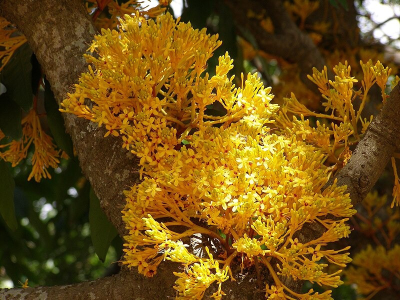  Cây cảnh thân gỗ có kích cỡ lớn, tương đối hùng vĩ, lá to và xanh, hoa rất dài và có màu sắc rực rỡ vàng tươi hoặc màu cam đỏ khiến nó trông đặc biệt lễ hội. 