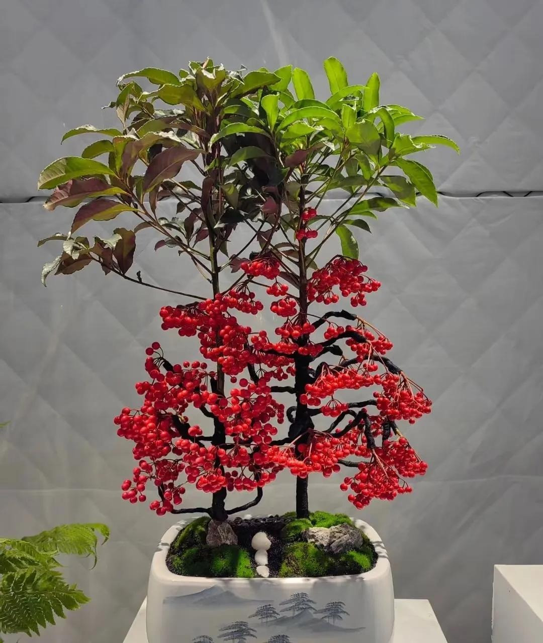  4. Người xưa nói: Trồng kim ngân lượng - nhiều con cháu, nhiều phúc lộc. Kim ngân lượng hay còn gọi là kim vạn lượng là cây bụi có hình thức rất đẹp. Cây cảnh nở hoa từ tháng 5 đến tháng 6. Hoa nhỏ, màu trắng, có mùi thơm nhẹ. 