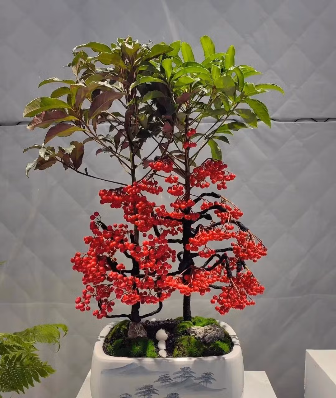  4. Người xưa nói: Trồng kim ngân lượng - nhiều con cháu, nhiều phúc lộc. Kim ngân lượng hay còn gọi là kim vạn lượng là cây bụi có hình thức rất đẹp. Cây cảnh nở hoa từ tháng 5 đến tháng 6. Hoa nhỏ, màu trắng, có mùi thơm nhẹ. 