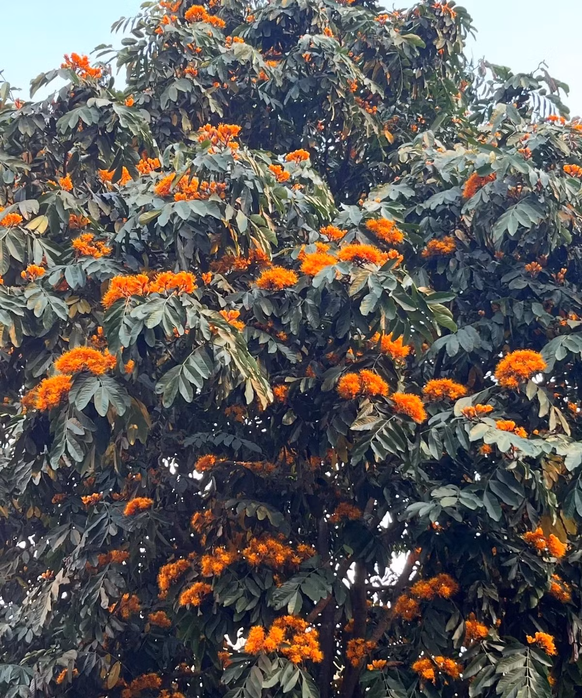  3. Người xưa nói: Trồng vàng anh - bảo vệ tài lộc lâu bền, tinh thần khỏe mạnh, may mắn, vô ưu. Cây cảnh vàng anh (Saraca dives Pierre) còn được gọi là hoa lửa, cây vô lo, cây vô ưu... 