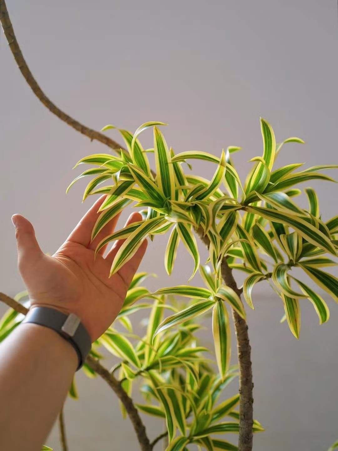 Cay canh diem lanh, trong trong nha giup an gia, tran trach-Hinh-14