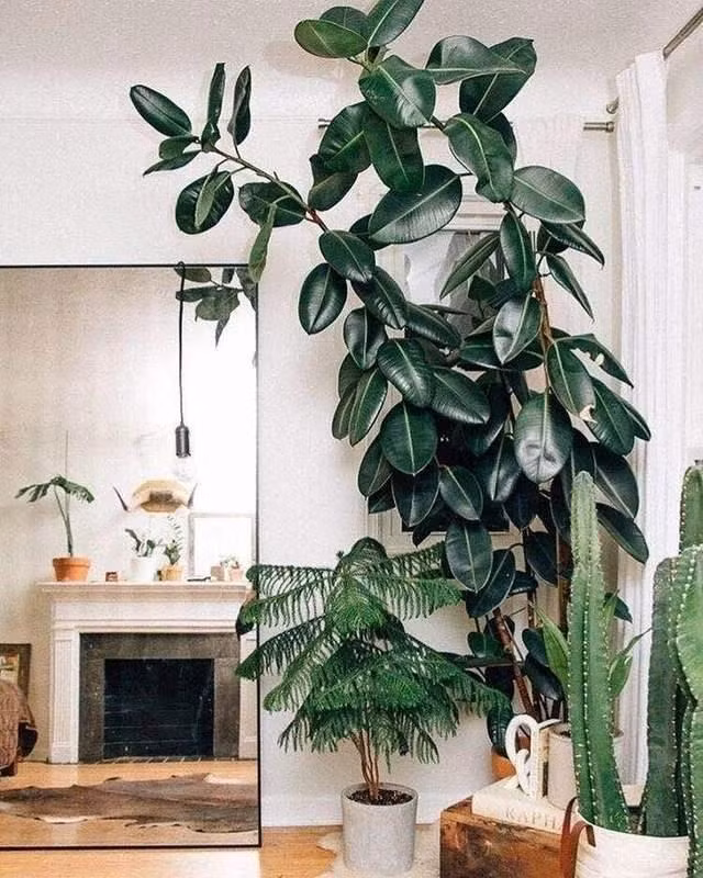 Cay canh diem lanh, trong trong nha giup an gia, tran trach-Hinh-8