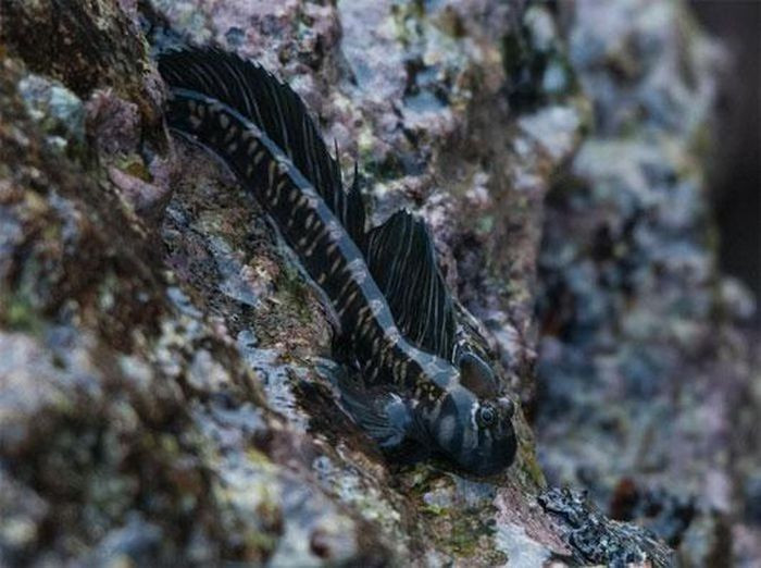 Loài cá lon mây Thái Bình Dương có kích thước cơ thể khoảng 8cm nhưng có thể nhảy xa hơn cả chiều dài cơ thể.