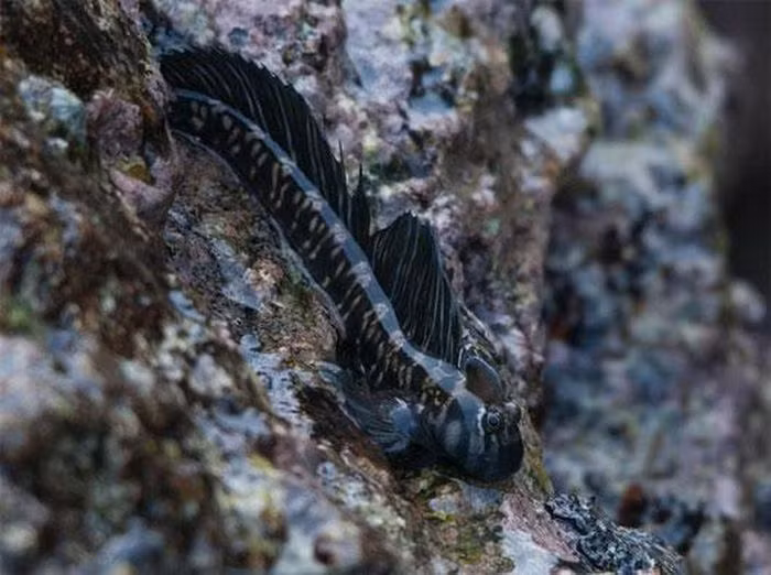 Loài cá lon mây Thái Bình Dương có kích thước cơ thể khoảng 8cm nhưng có thể nhảy xa hơn cả chiều dài cơ thể.