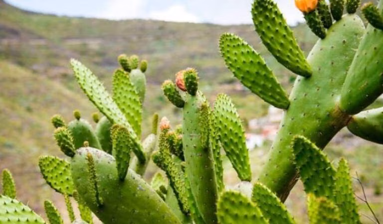 5. Cây cảnh: Xương rồng. Xương rồng cũng là một trong những loại cây không nên trồng trước nhà, chỉ nên trồng sau nhà. Theo quan niệm phong thủy, cây xương rồng có thể mang năng lượng xấu do hình dáng gai nhọn của nó. 