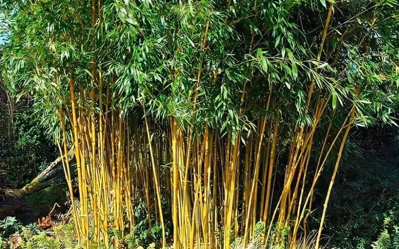 4. Cây cảnh: Trúc. Trúc cũng là một loại cây cảnh phổ biến, nó có thân thẳng, được chia thành nhiều đốt. Thông thường, cây trúc cao trung bình khoảng 2-3m, thường mọc thành từng khóm lớn. 