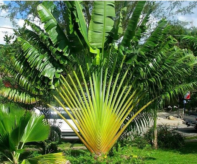 1. Cây cảnh: Chuối: Chuối cảnh là một trong những loại cây được nhiều người chọn trồng trong vườn nhà. Cây cao khoảng 1 – 1,5m, lá hình bầu dục với những đường gân nổi theo từng tầng trên bề mặt lá, tạo nên một cấu trúc đẹp mắt. Lá cây chuối thường mọc hơi nghiêng, tạo ra hình dạng giống như cánh quạt khi nhìn từ xa. 