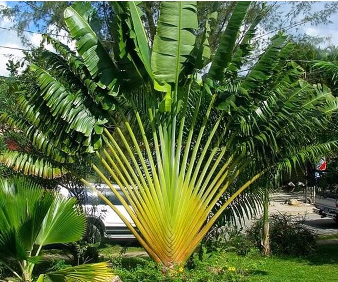 1. Cây cảnh: Chuối: Chuối cảnh là một trong những loại cây được nhiều người chọn trồng trong vườn nhà. Cây cao khoảng 1 – 1,5m, lá hình bầu dục với những đường gân nổi theo từng tầng trên bề mặt lá, tạo nên một cấu trúc đẹp mắt. Lá cây chuối thường mọc hơi nghiêng, tạo ra hình dạng giống như cánh quạt khi nhìn từ xa. 