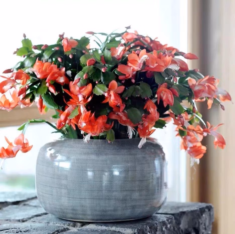 Top 6 cây trường thọ, cát tường, dù nghèo đến mấy cũng nên trồng - Hình 3 Top 6 cay truong tho, cat tuong, du ngheo den may cung nen trong-Hinh-3