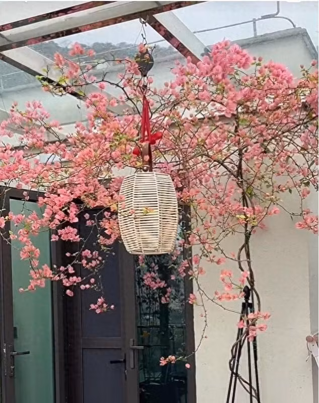 Top 6 cây trường thọ, cát tường, dù nghèo đến mấy cũng nên trồng - Hình 9 Top 6 cay truong tho, cat tuong, du ngheo den may cung nen trong-Hinh-9