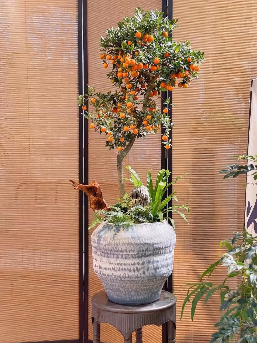 Top 6 cây trường thọ, cát tường, dù nghèo đến mấy cũng nên trồng - Hình 11 Top 6 cay truong tho, cat tuong, du ngheo den may cung nen trong-Hinh-11