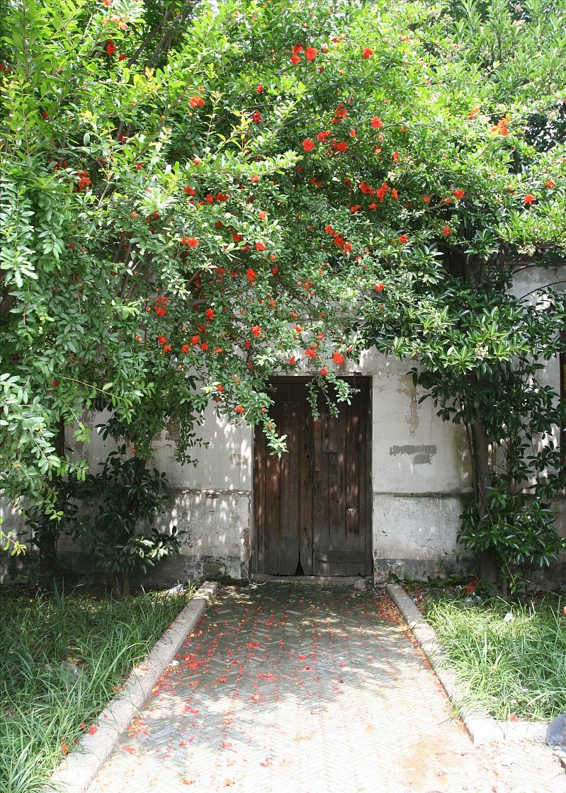  5. Cây cảnh: Lựu. Nếu bạn đã từng sống ở vùng quê thì chắc chắn sẽ nhớ đến cây lựu (tên tiếng Anh là pomegranate). Trong sân nhỏ ở quê ngày xưa rất hay trồng loại cây cảnh này vừa ngắm hoa, vừa ăn quả, lại có những lời chúc phúc tốt đẹp cho gia đình.