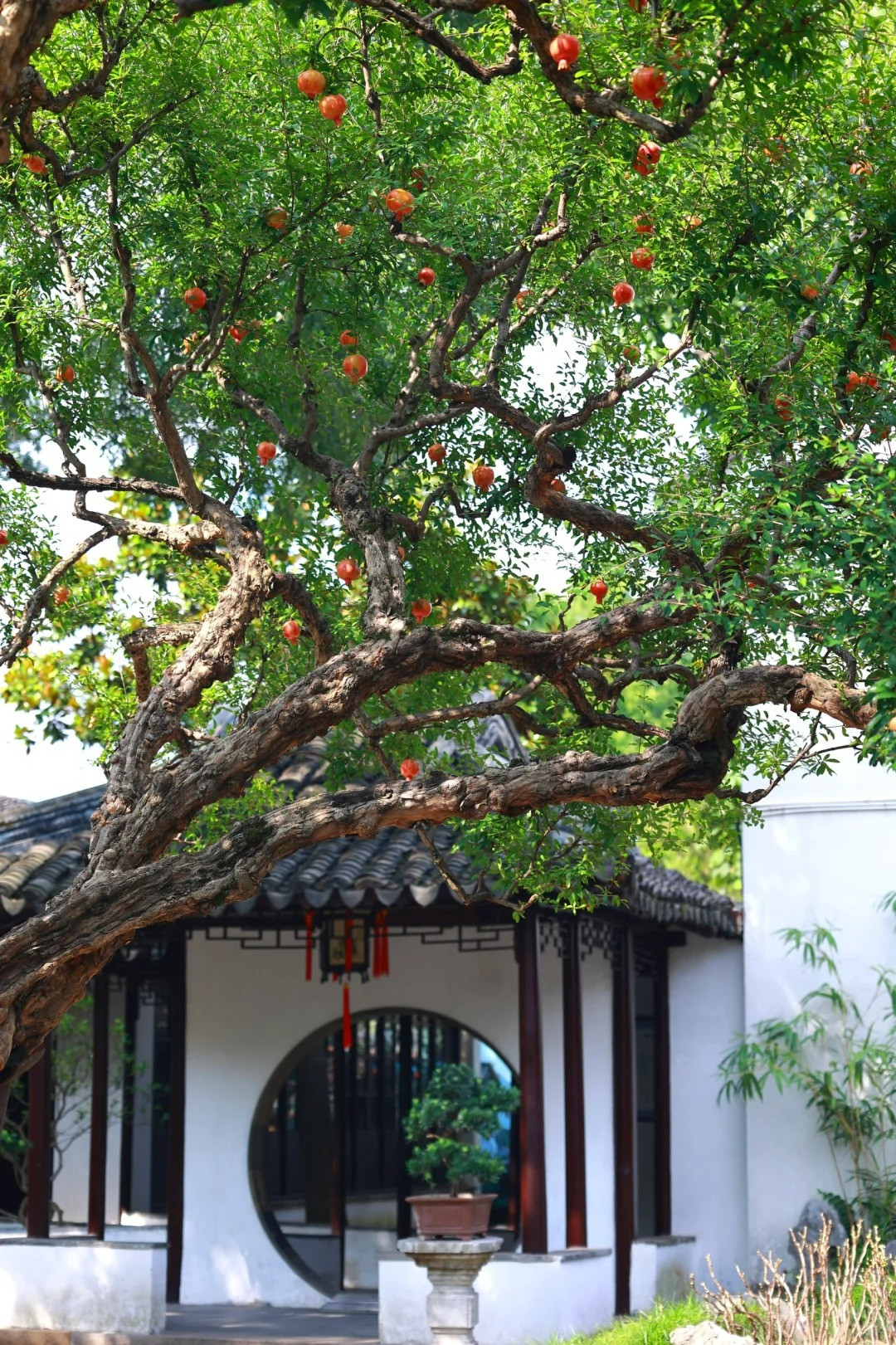 Cây lựu được người dân yêu thích từ xa xưa vì nó mang ý nghĩa nhiều con cháu, may mắn, nhiều con cháu, thịnh vượng, nhà cửa thịnh vượng. Từ xa xưa, người ta đã thích trồng lựu trong nhà vì nó mang nhiều ý nghĩa may mắn. 