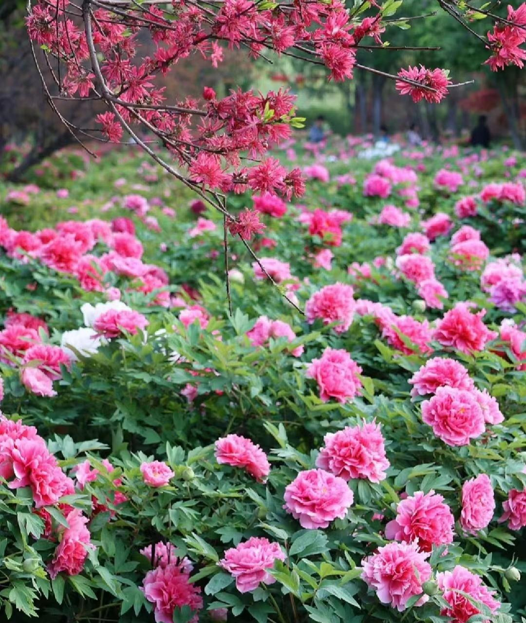  Mẫu đơn, tên khoa học là Paeonia, là chi duy nhất trong họ Mẫu đơn (Paeoniaceae). Đúng như tên gọi của nó, hoa mẫu đơn được mệnh danh là vua của các loài hoa và chúng thực sự xứng đáng với danh tiếng của mình.