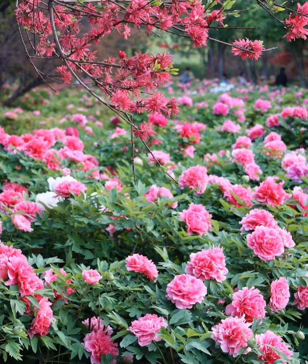  Mẫu đơn, tên khoa học là Paeonia, là chi duy nhất trong họ Mẫu đơn (Paeoniaceae). Đúng như tên gọi của nó, hoa mẫu đơn được mệnh danh là vua của các loài hoa và chúng thực sự xứng đáng với danh tiếng của mình.