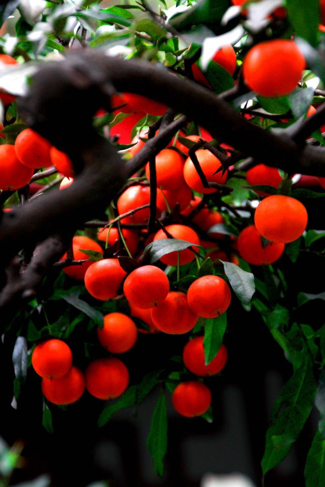  Cây cảnh này còn được gọi là "cẩm thạch vàng" vì hình dáng quả hồng như những viên cẩm thạch vàng, tượng trưng cho vàng bạc, tài lộc. Hình dáng lá tươi tốt, hoa thơm và những quả vàng lúc lỉu ngụ ý tài lộc, vàng bạc đến nhà mà rất nhiều nhà giàu thích trồng cây cảnh này trong nhà. 