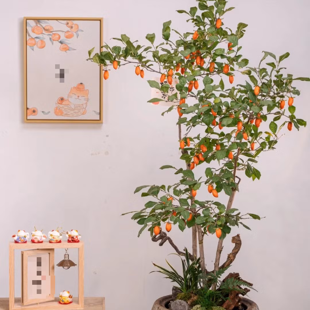 1. Cây cảnh: Hồng đá. Cây cảnh hồng đá (tên tiếng Anh là Diospyros cathayensis hoặc Cathay persimmon) có giá trị làm cảnh rất cao kể cả khi chúng chỉ có lá, ra hoa hoặc ra quả. 